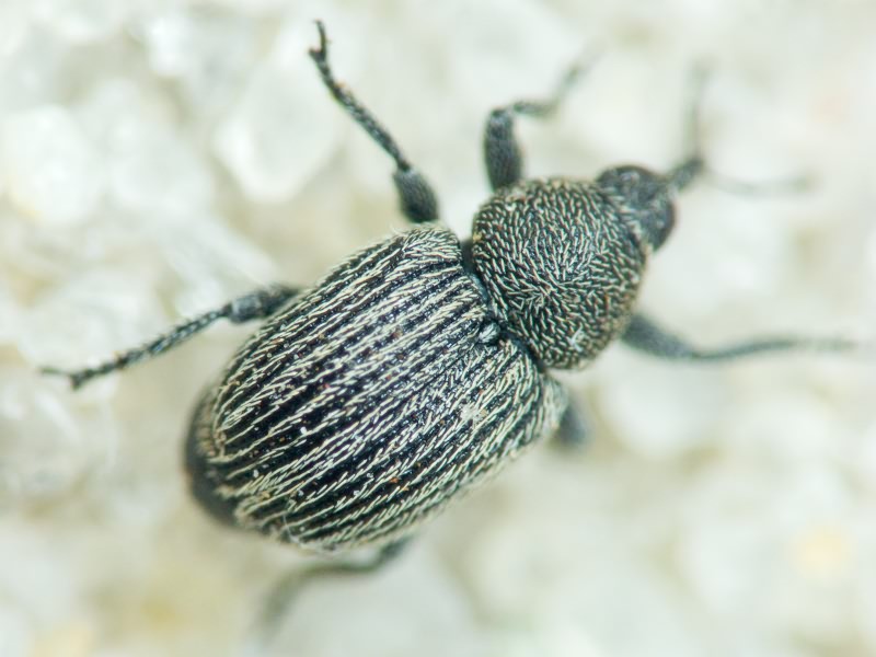 Miarus Schönherr, 1826